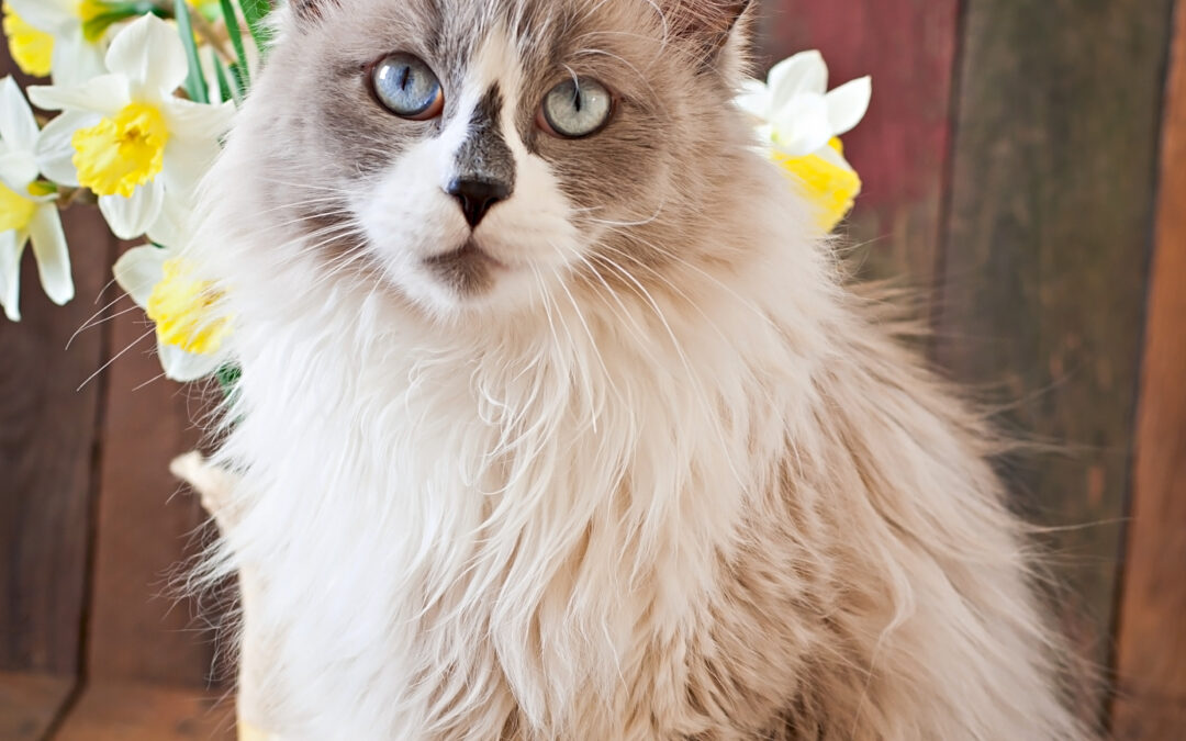 The Charming Personality of Maine Coons: What Makes Them the Perfect Family Cat