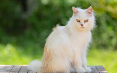Understanding Maine Coon Care: Essential Tips for a Healthy, Happy Cat
