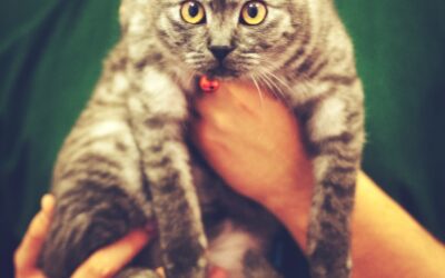 The Majesty of Maine Coons: Why This Breed is the Ultimate Family Companion