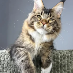 Chester