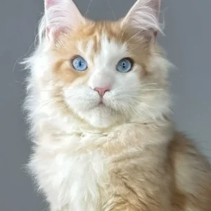 Kismet