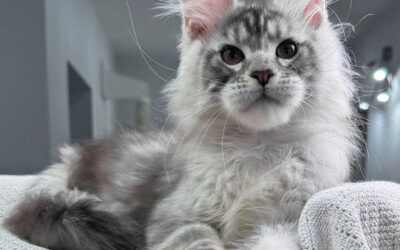 Understanding Maine Coon Health: Key Tips to Keep Your Cat Thriving