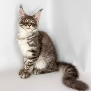 Whisky